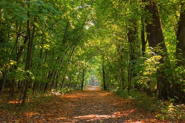 Arborétum